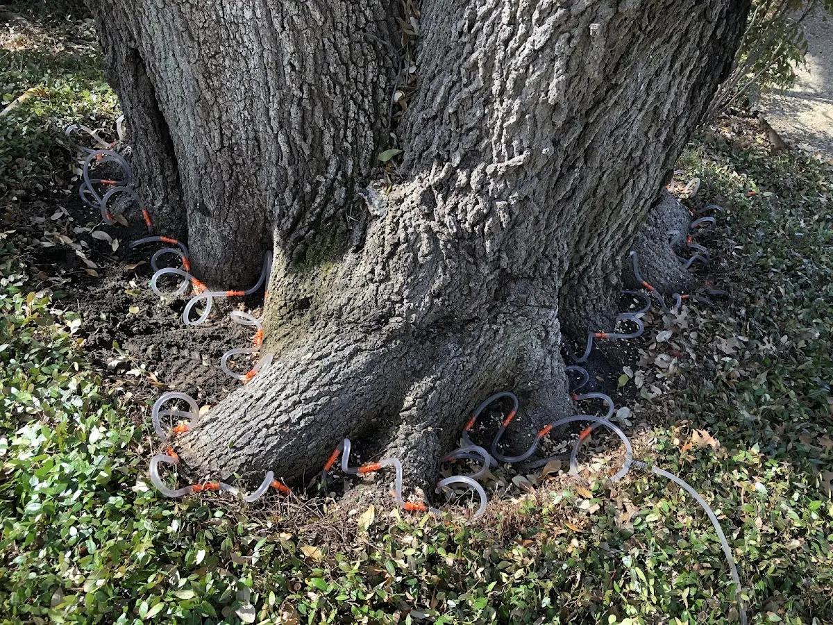 Detailed Tree Cabling and Bracing job site in Wayne City